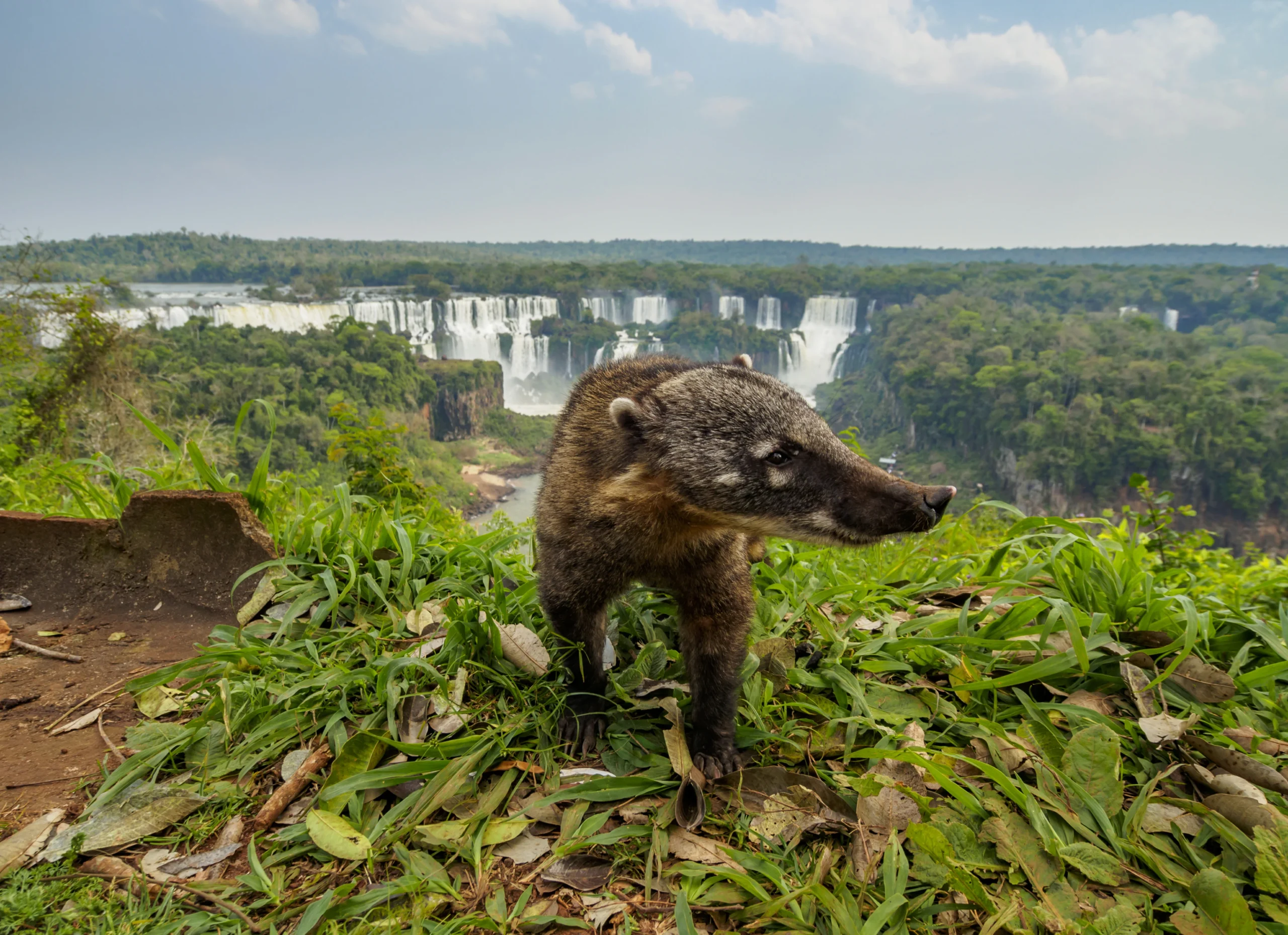 south-american-coati-by-th-iguacu-falls-in-brazil-2022-02-01-23-42-18-utc